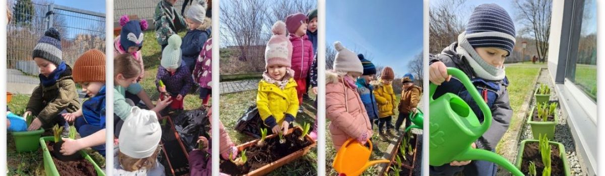 Sadzenie wiosennych kwiatów cebulowych