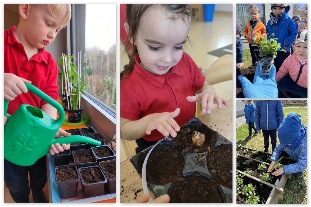 Mamy węgielkowy ogródek, który powstał w ramach zajęć o roślinach, w naszych grupach czterolatków, w katowickim przedszkolu "Węgielek". Dzieci dowiedziały się, jak rosną rośliny, jak należy o nie dbać i widzą efekt swojej pracy w postaci grządek kwiatowych i warzywnych. 